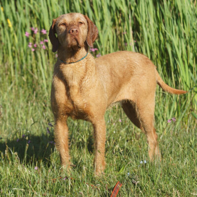 honden-gori-1