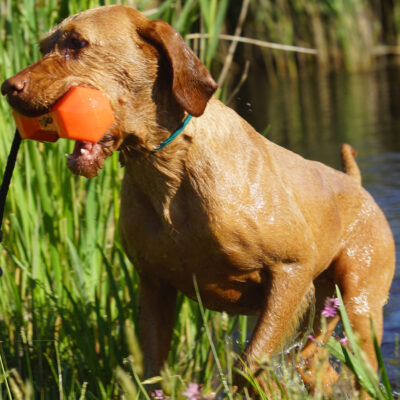 honden-gori-4