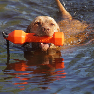 honden-goti-2