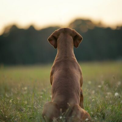 honden-mex-16