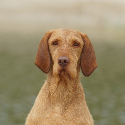 honden-sam-20