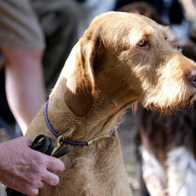 honden-sam-9