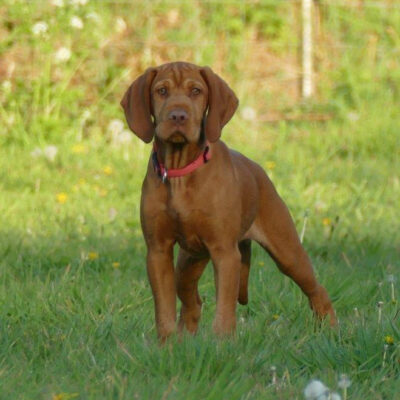 honden-teven-norah-10