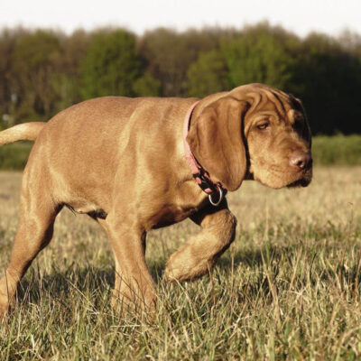 honden-teven-norah-11