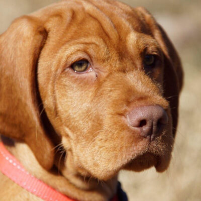 honden-teven-norah-2