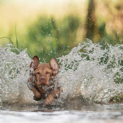 honden-teven-norah-22