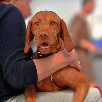 honden-teven-norah-26