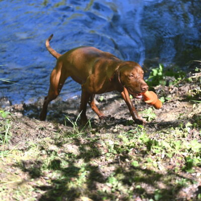 honden-tuuli-18