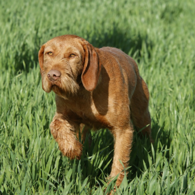 honden-whinnie-18