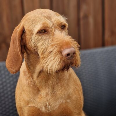 honden-whinnie-22