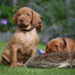 pups-15