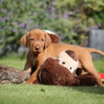 pups-17