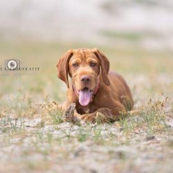 honden-teven-norah-12