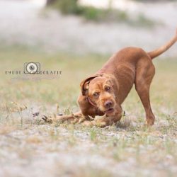 honden-teven-norah-13