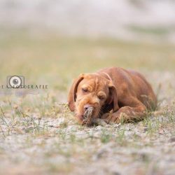 honden-teven-norah-15