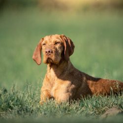 honden-teven-norah-17