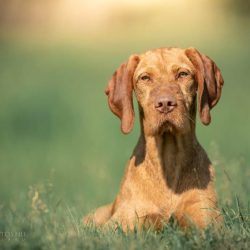 honden-teven-norah-18