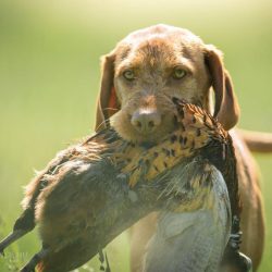 honden-teven-norah-21